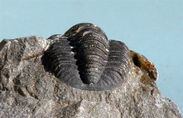 Trilobiti verosimilmente marocchine - seconda serie